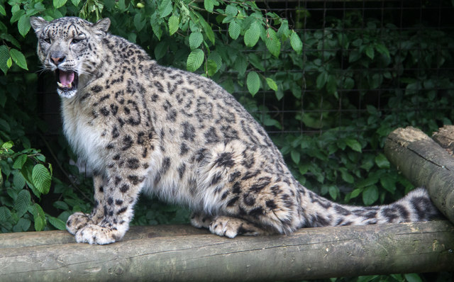 Upgrade leopard to snow leopard